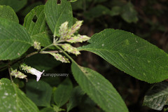 Strobilanthes decurrens